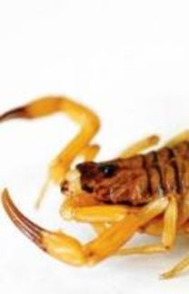 RJ registra 86 picadas de escorpião em 2024; Búzios está em alerta para presença de espécie mais perigosa (Divulgação / SES-DF)